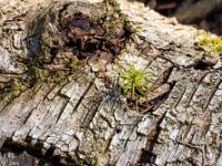 Junger Trieb aus totem Birkenstamm